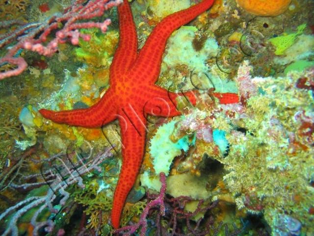  Estrela marinha com App Plunge 